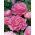 Piwonia, Paeonia - Edulis Superba - 1 kłącze