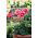 Pelargonia łososioworóżowa z czerwonymi plamkami Raspberry Ripple - pstra - 6 nasion
