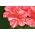 Pelargonia łososioworóżowa z czerwonymi plamkami Raspberry Ripple - pstra - 6 nasion