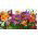 Alstremeria - Alstroemeria - 1 szt.