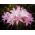 Amaryllis prawdziwy - Belladonna - cebulka XXL