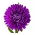 Aster chiński peoniowy fioletowy - 500 nasion
