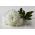Aster chiński Milady White - 500 nasion