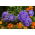 Aster chiński Contraster - ciemnoniebieski - 250 nasion