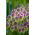 Czosnek główkowaty - Allium sphaerocephalon - 20 szt.