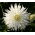 Dalia kaktusowa biała - Dahlia cactus White