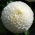 Dalia pomponowa - White Aster