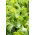 Endywia - mieszanka odmian - Baby Leaf - 900 nasion