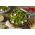 Endywia - mieszanka odmian - Baby Leaf - 900 nasion