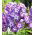 Floks (Phlox) - Płomyk wiechowaty - Laura - 1 kłącze