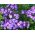 Floks (Phlox) - Płomyk wiechowaty - Laura - 1 kłącze