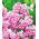 Floks (Phlox) - Płomyk wiechowaty - Peppermint Twist - 1 kłącze