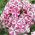 Floks (Phlox) - Płomyk wiechowaty - Peppermint Twist - 1 kłącze