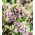 Floks (Phlox) - Płomyk wiechowaty - Sherbet Blend - 1 kłącze