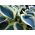 Funkia - Hosta Blue Ivory - 1 kłącze