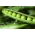 Groch Ambrosia cukrowy - 300 nasion