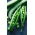 Groch Ambrosia cukrowy - 300 nasion