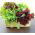 Mizuna - mieszanka odmian - Baby Leaf - 250 nasion