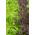 Mizuna - mieszanka odmian - Baby Leaf - 250 nasion