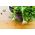 Mizuna - mieszanka odmian - Baby Leaf - 250 nasion