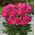 Piwonia, Paeonia - Patio London - niska, doniczkowa - 1 kłącze