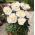 Piwonia, Paeonia - Patio Madrid - niska, doniczkowa - 1 kłącze