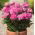 Piwonia, Paeonia - Patio Rome - niska, doniczkowa - 1 kłącze