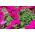 Petunia zwisająca, Surfinia purpurowofioletowa Rubina - 80 nasion