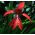 Sprekelia czerwona - Sprekelia Formosissima - głęboka czerwień - 1 szt.