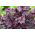 Żurawka - Purple Palace - 1 szt.