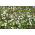 Zawilec grecki - White Splendour - 8 szt.