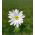 Zawilec grecki - White Splendour - 8 szt.