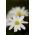 Zawilec grecki - White Splendour - 8 szt.