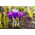 Krokus Flower Record - 10 szt.