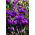 Krokus Flower Record - 10 szt.