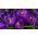 Krokus Flower Record - 10 szt.