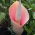 Dziwidło różowe - Amorphophallus bulbifer - 1 rzadkie kłącze