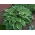 Funkia - Hosta Carol - 1 kłącze