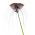Kwiat nietoperz - Tacca chantrieri Black