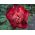 Piwonia, Paeonia - Nippon Beauty - 1 kłącze