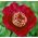 Piwonia, Paeonia - Nippon Beauty - 1 kłącze