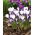 Krokus Prins Claus - 10 szt.