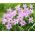 Ipheion - Ifejon - Charlotte Bishop - 10 szt.