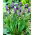 Szafirek miękkolistny - Muscari Comosum - 5 szt.