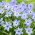 Ipheion - Ifejon - Uniflorum - 10 szt.