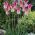 Tulipan Florosa - opak. 5 szt.