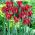 Tulipan Omnyacc - opak. 5 szt.