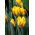 Tulipan Ravana - opak. 5 szt.