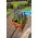 Donica balustradowa Lobelia - 29 cm - ceglasty
