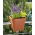 Donica balustradowa Lobelia - 29 cm - ceglasty